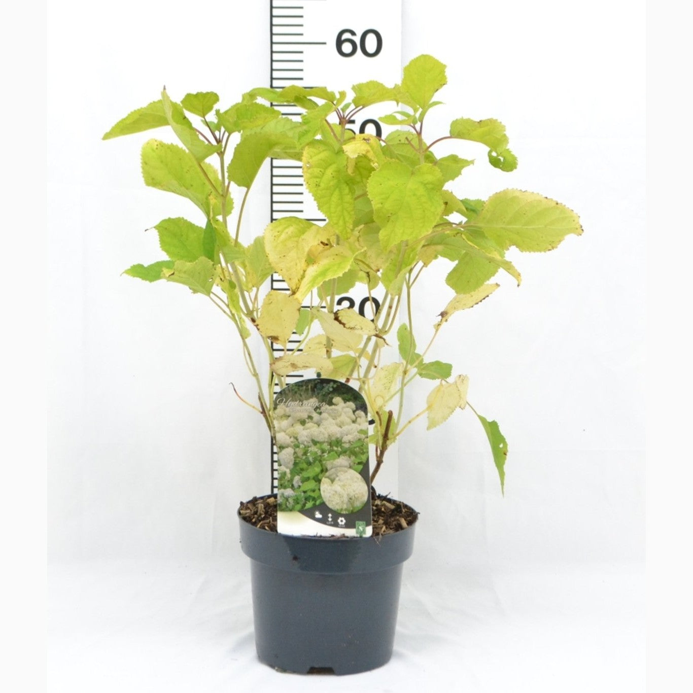 Hortensia – Hydrangea arborescens 'Annabelle' - C3 20-40 CM